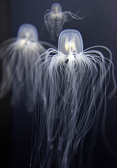 Absolutnie idealne meduzy!