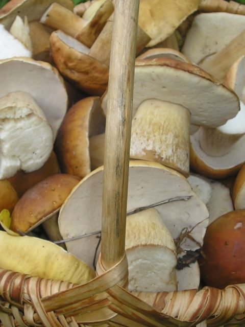Chrupiący dorsz z sosem z leśnych grzybów z cebulką