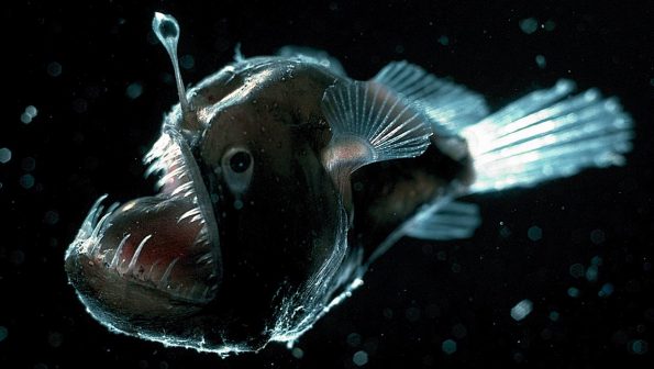 Najdziwniejsze ryby świata